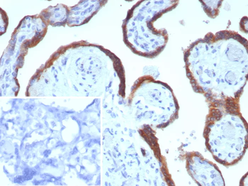 EBI3 Antibody