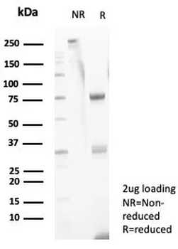 ITGAM Antibody