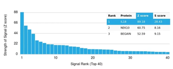 IL-6 (Interleukin-6) / Interferon beta-2 (Hybridoma Growth Factor) Antibody