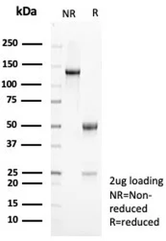 IL10 Antibody