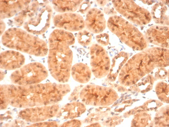 HSP90AB1 Antibody