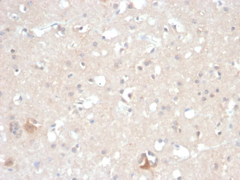 HSP90AB1 Antibody