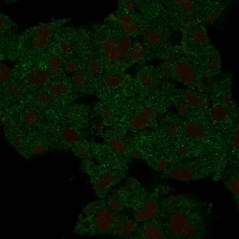 HSP90AB1 Antibody