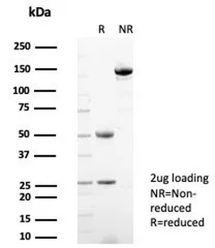 HSP90AA1 Antibody