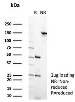 HLA-G Antibody