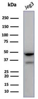 HLA-G Antibody