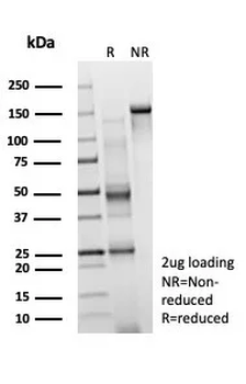 HDGF Antibody