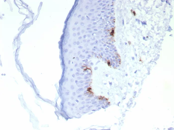 MLANA Antibody