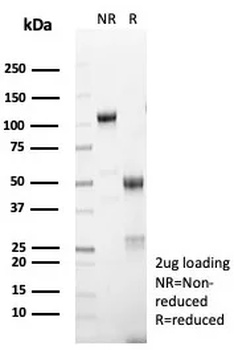 MLANA Antibody