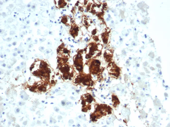 DBH Antibody