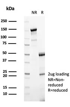 DBH Antibody