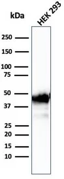 CKB Antibody
