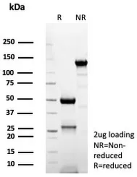 CD74 Antibody