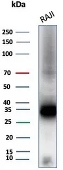 CD74 Antibody