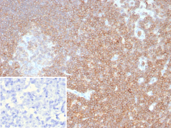 CD48 Antibody