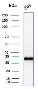MS4A1 Antibody