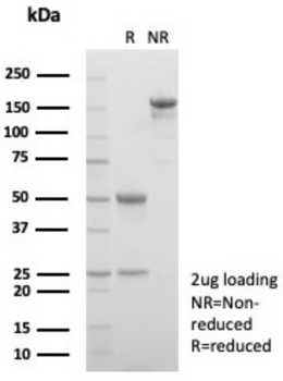 AMBP Antibody