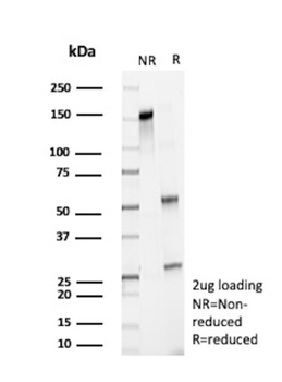 E2F4 Antibody