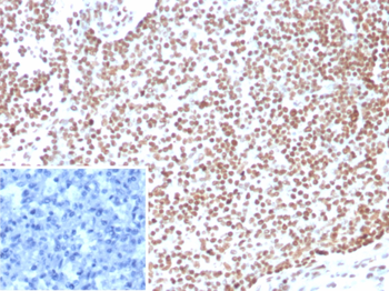 E2F4 Antibody