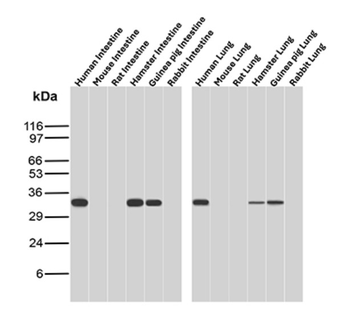 CNN1 Antibody