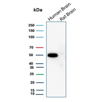 NTRK3 Antibody