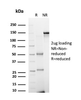 FGF23 Antibody