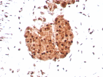SMARCB1 Antibody