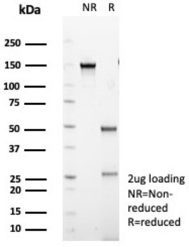 IL20RA Antibody