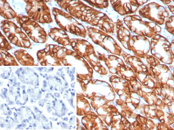 CLDN18 Antibody