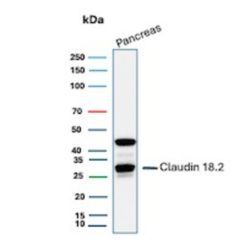 CLDN18 Antibody