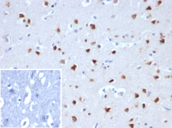 RBFOX3 Antibody