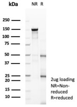 RBFOX3 Antibody