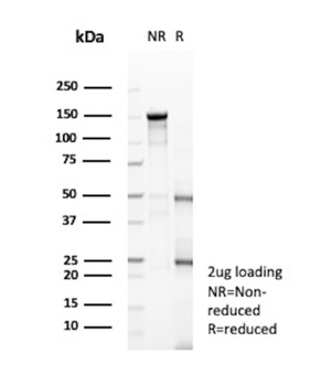 RBFOX3 Antibody