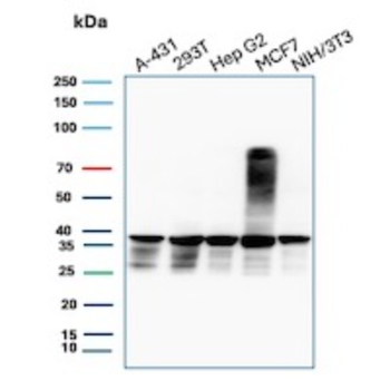 PCNA Antibody