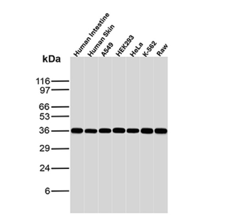PCNA Antibody