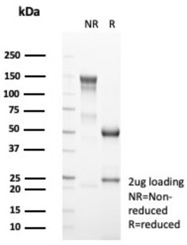 CD4 Antibody