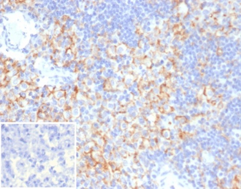 CD33 Antibody