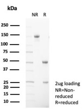 CD99 Antibody