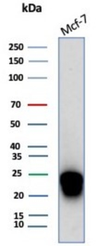 CD99 Antibody