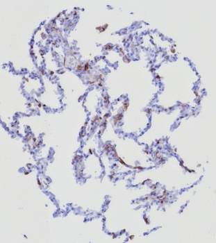 SELPLG Antibody