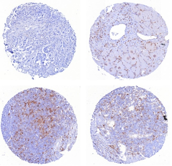 SELPLG Antibody