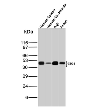 CD38 Antibody