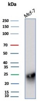 CD99 Antibody