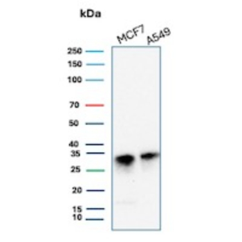 CD99 Antibody