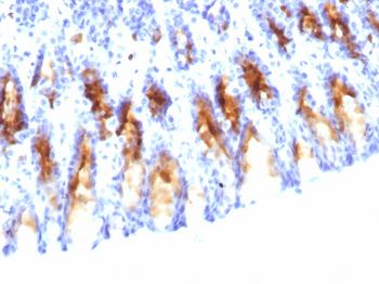 MUC5AC (Mucin 5AC / Gastric Mucin) Antibody