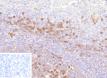 CD38 Antibody