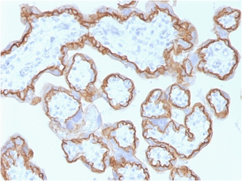 CDH1 Antibody