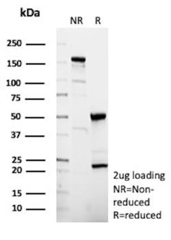 CXCR5 Antibody