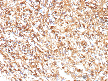 CD99 Antibody