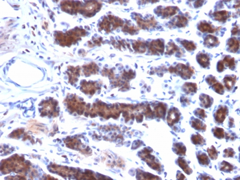 MSLN Antibody